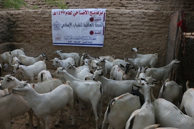 استفادت منه  ( 300 )أسرة بإجمالي ( 2309 ) فرداً جمعية السبيل تختتم مشروع الأضاحي لعام 1437 هـ